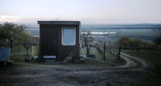 mareks-familt-vineyard-and-his-dog